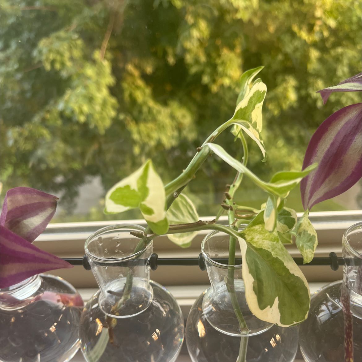Pothos N' Joy plant in a glass container with water, showing healthy variegated leaves.