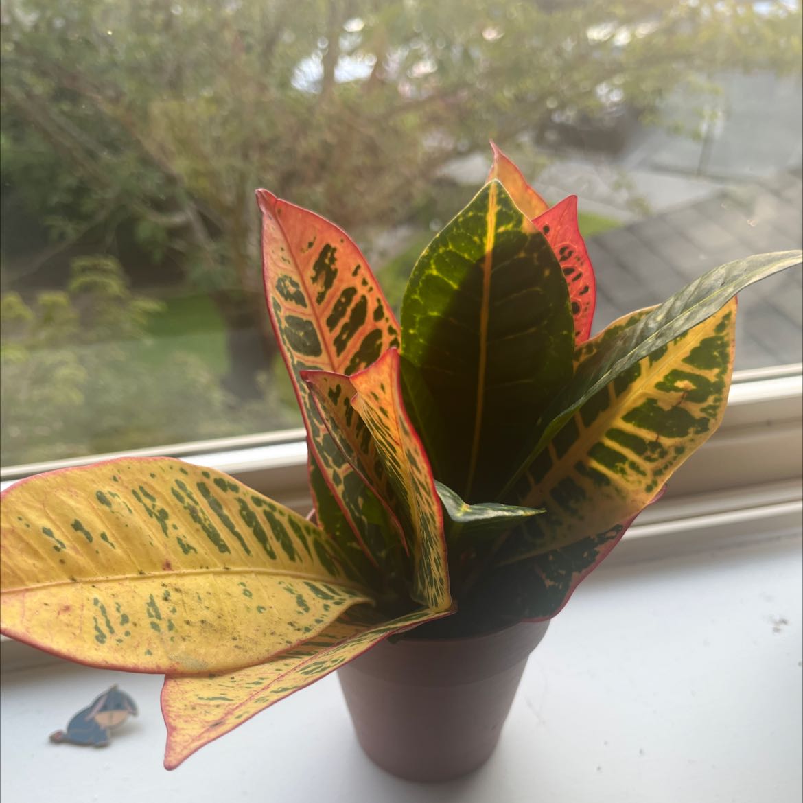 Why Are There Brown Spots on My Croton Tamara?