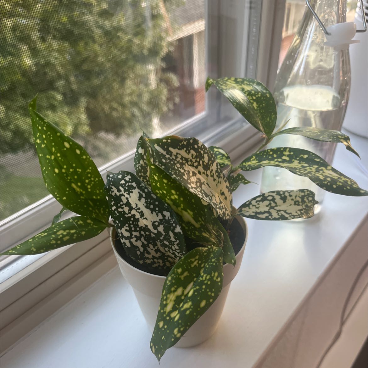 A healthy, variegated Gold Dust Dracaena plant with spotted green and yellow leaves, sitting on a windowsill.