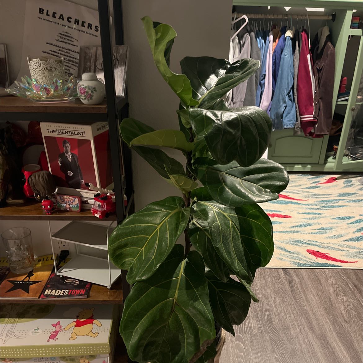 Indoor Fiddle Leaf Fig plant with large, glossy leaves, surrounded by household items.