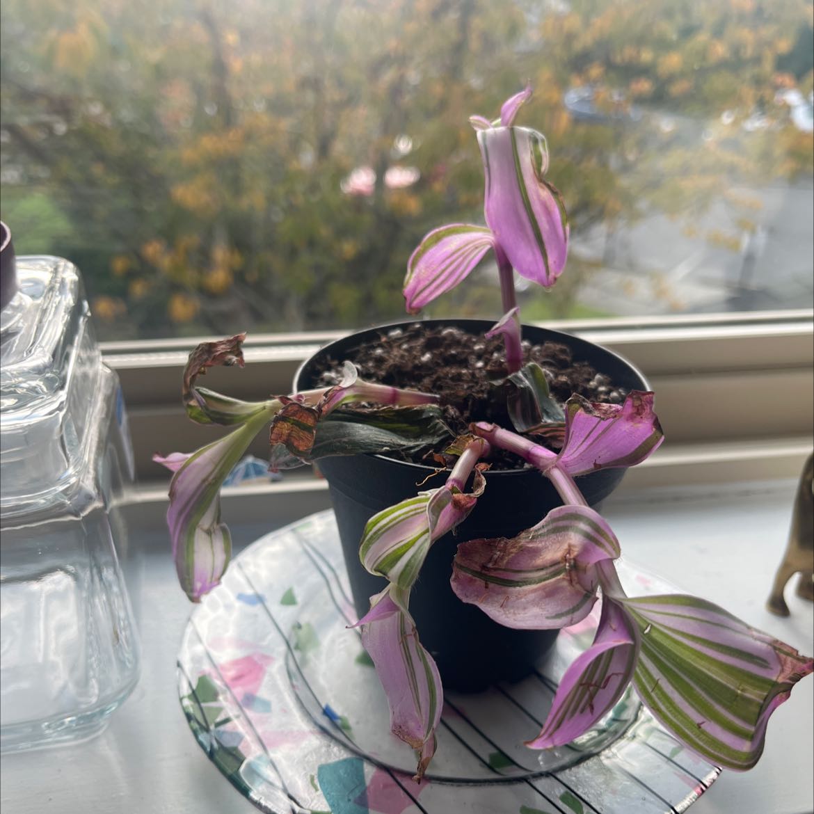 A healthy Small-Leaf Spiderwort plant in a pot on a windowsill, with long thin leaves showing pink and purple coloring.