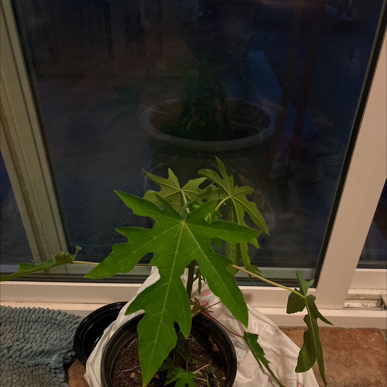 Young papaya plant indoors near a window with green leaves and visible soil.