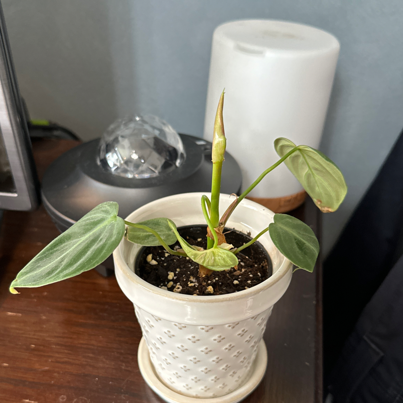 Photo of the plant species Philodendron El Choco Red by @coco_j named Bella on Greg, the plant care app