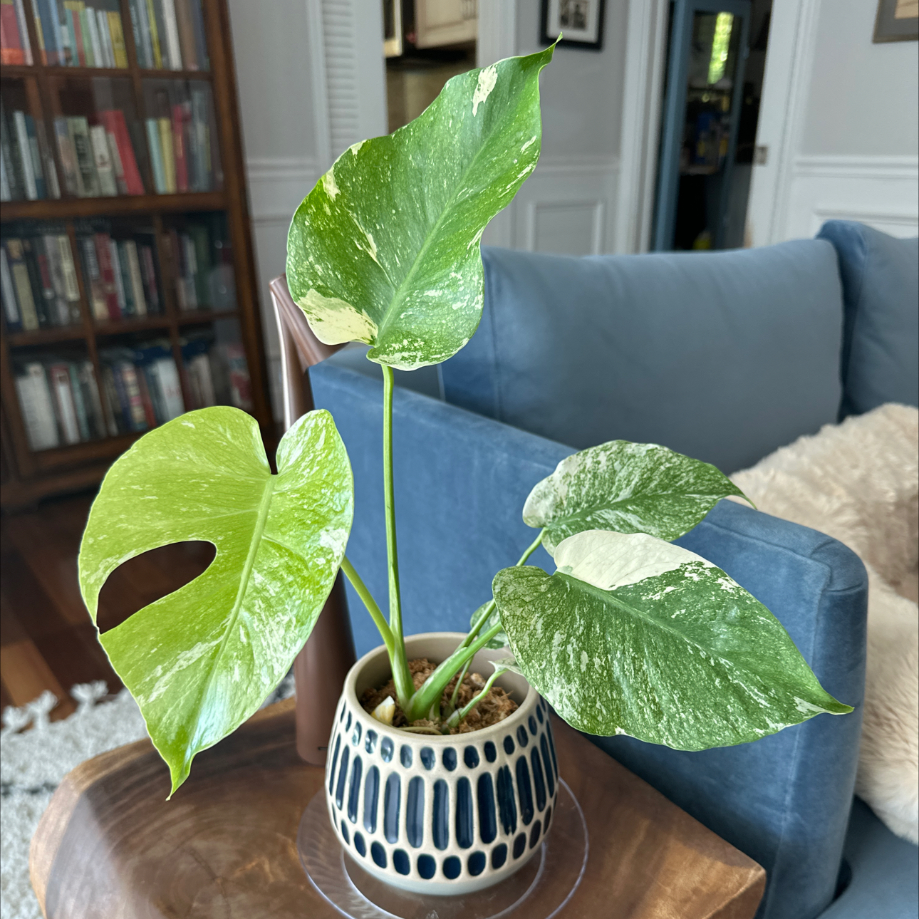 Photo of the plant species Monstera Mint by @coco_j named Ulysses S Plant on Greg, the plant care app