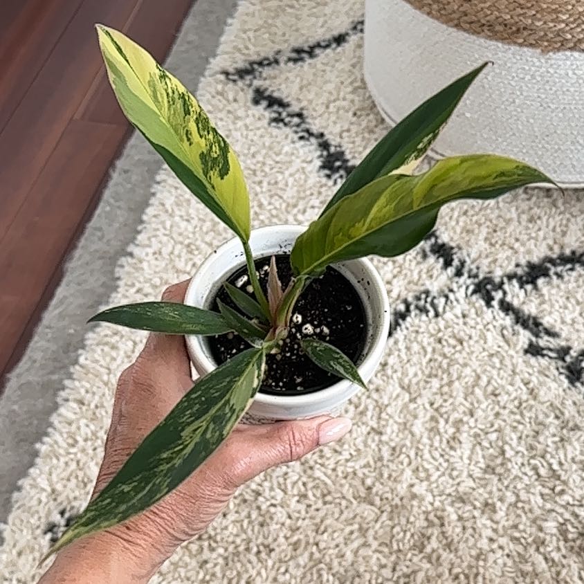 Photo of the plant species Caramel Marble Philodendron by @coco_j named Harper on Greg, the plant care app