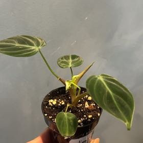 Photo of the plant species Philodendron El Choco Red by @coco_j named Bella on Greg, the plant care app