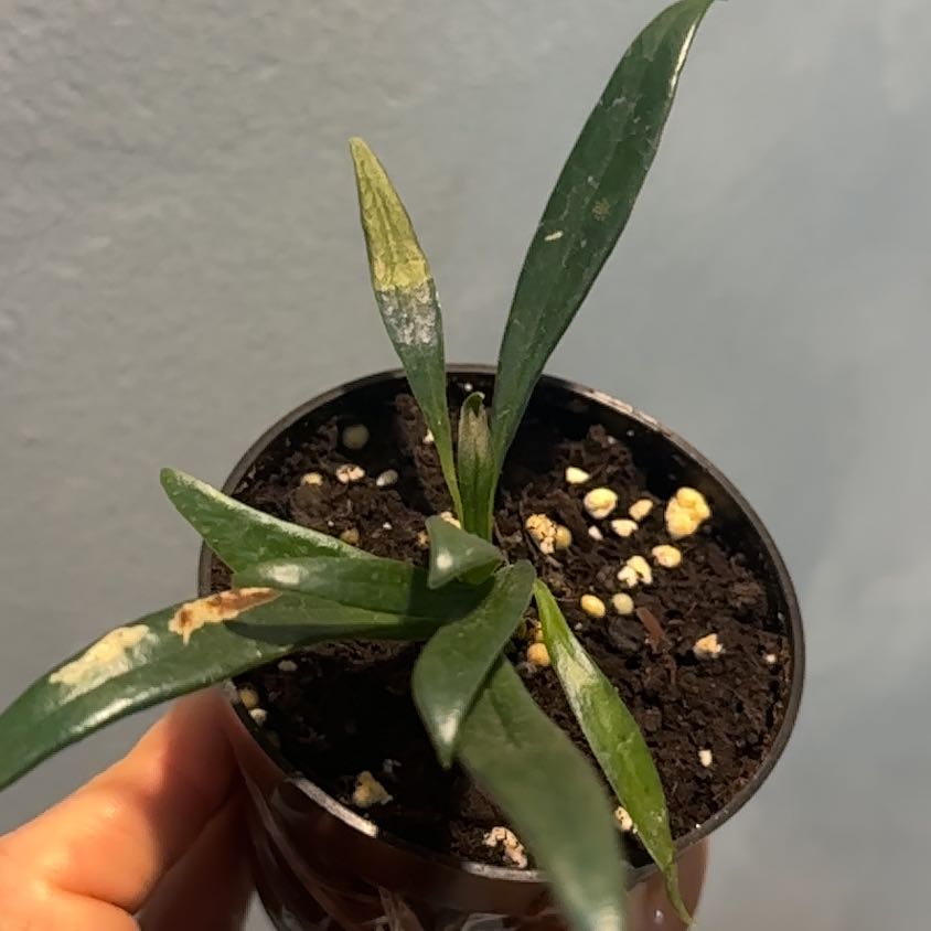 Photo of the plant species Blue Oil Fern by @coco_j named Stella on Greg, the plant care app
