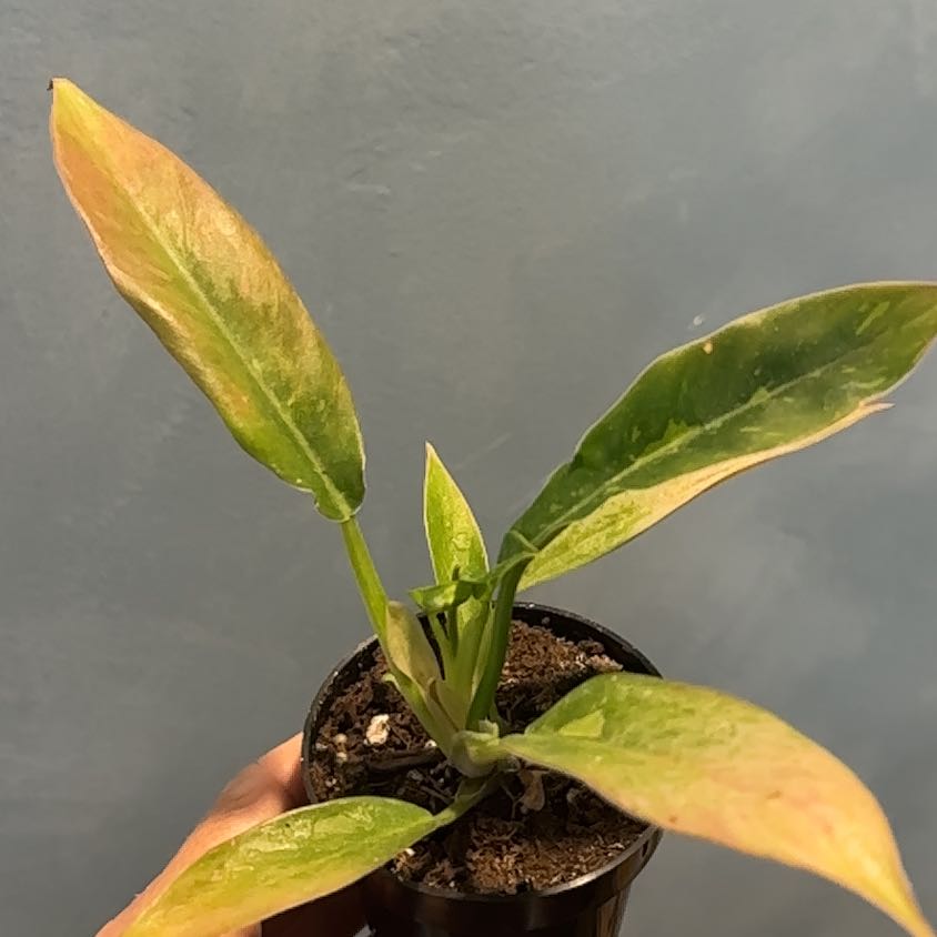 Photo of the plant species Philodendron Ring Of Fire by @coco_j named Cleopatra on Greg, the plant care app