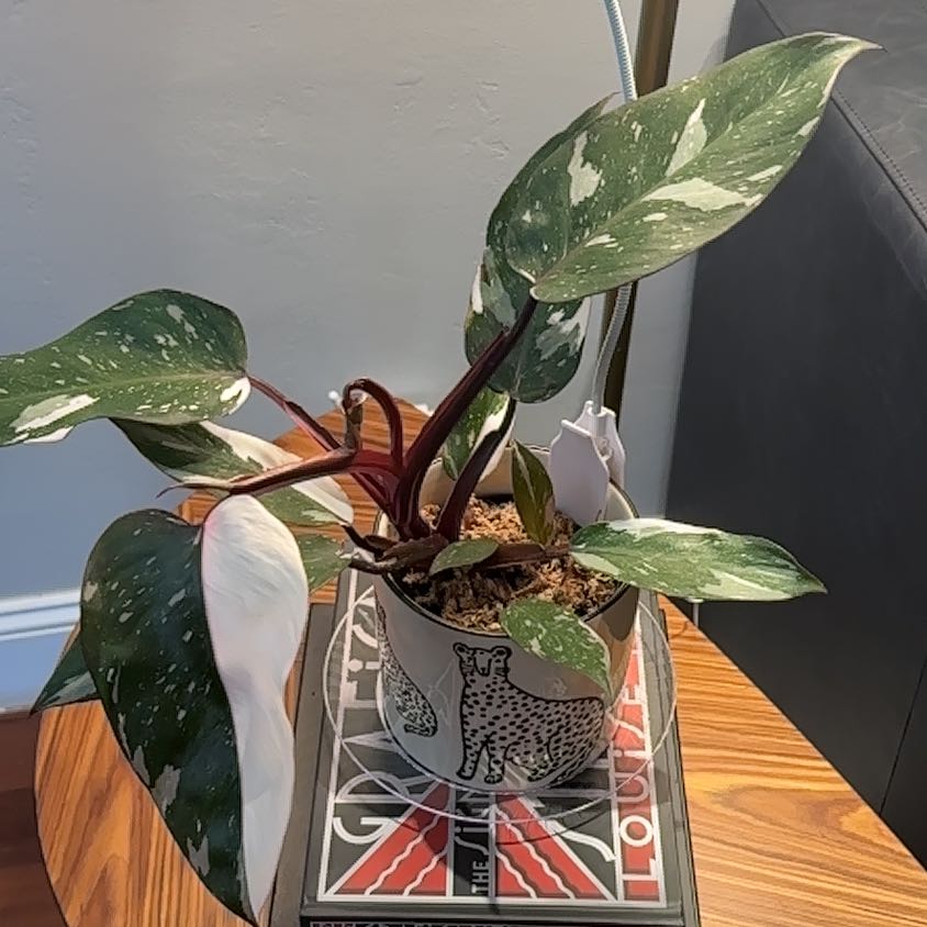 Photo of the plant species Philodendron Red Anderson by @coco_j named Madonna on Greg, the plant care app