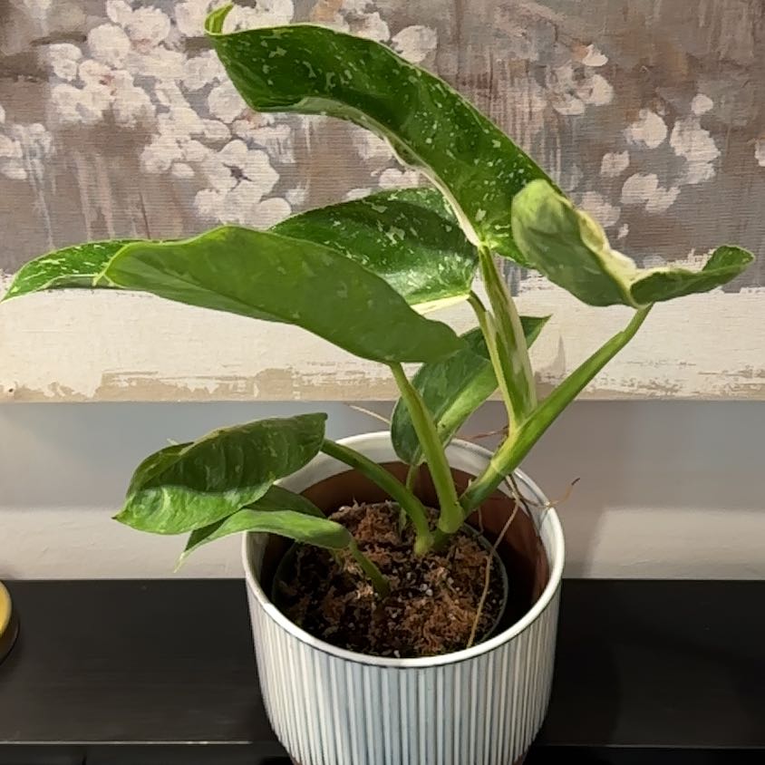 Photo of the plant species Philodendron 'Jose Buono' by @coco_j named Gomez on Greg, the plant care app