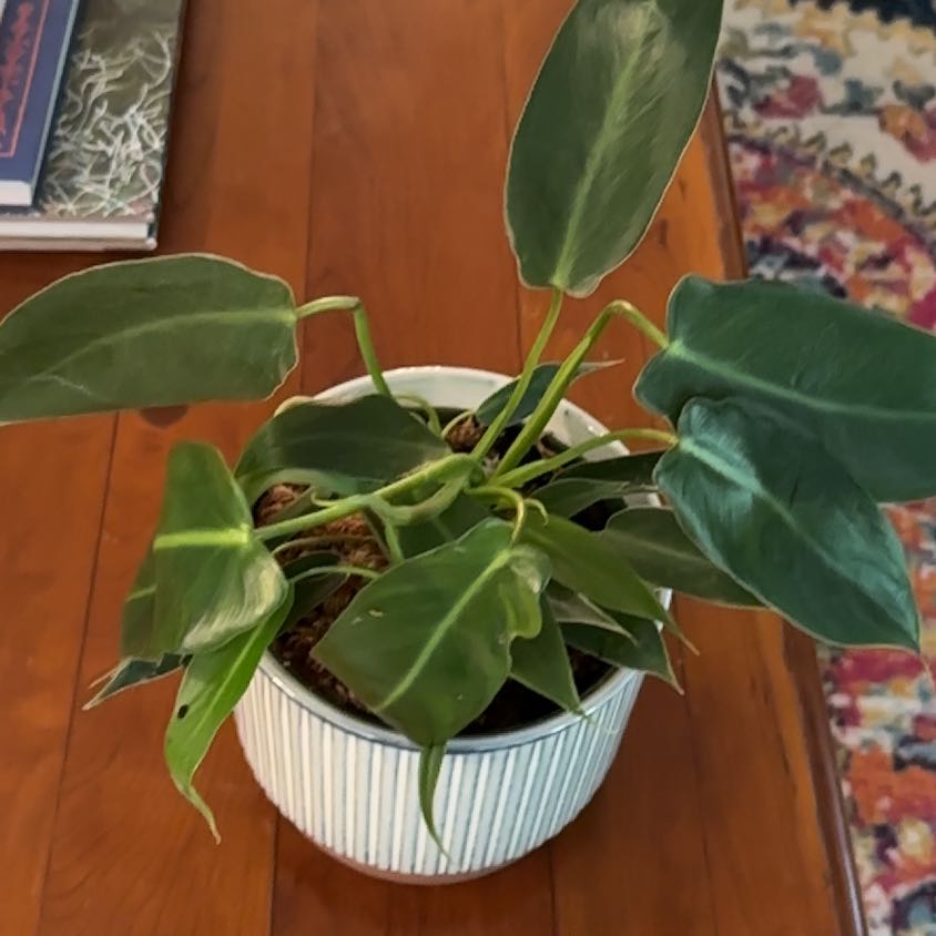 Photo of the plant species Philodendron Spiritus Sancti by @coco_j named Hamilton on Greg, the plant care app