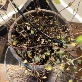 Photo of the plant species Sprawling Wirevine by @LavishMaylily named Captain Plant-it on Greg, the plant care app