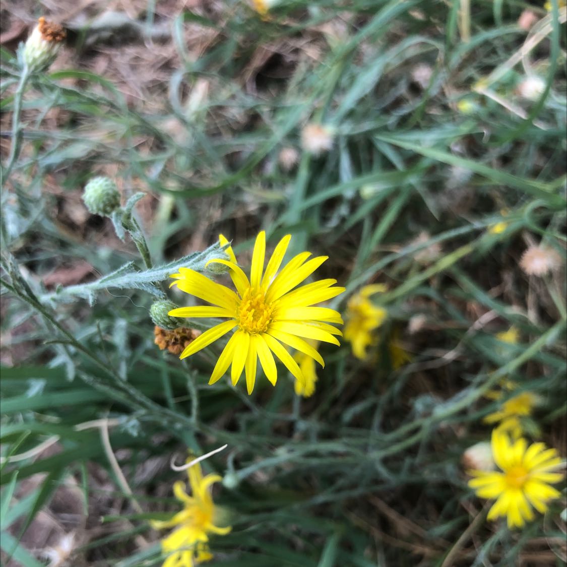 Photo of the plant species Cut-Leaf Ironplant by @FragrantKatsura named Messi on Greg, the plant care app