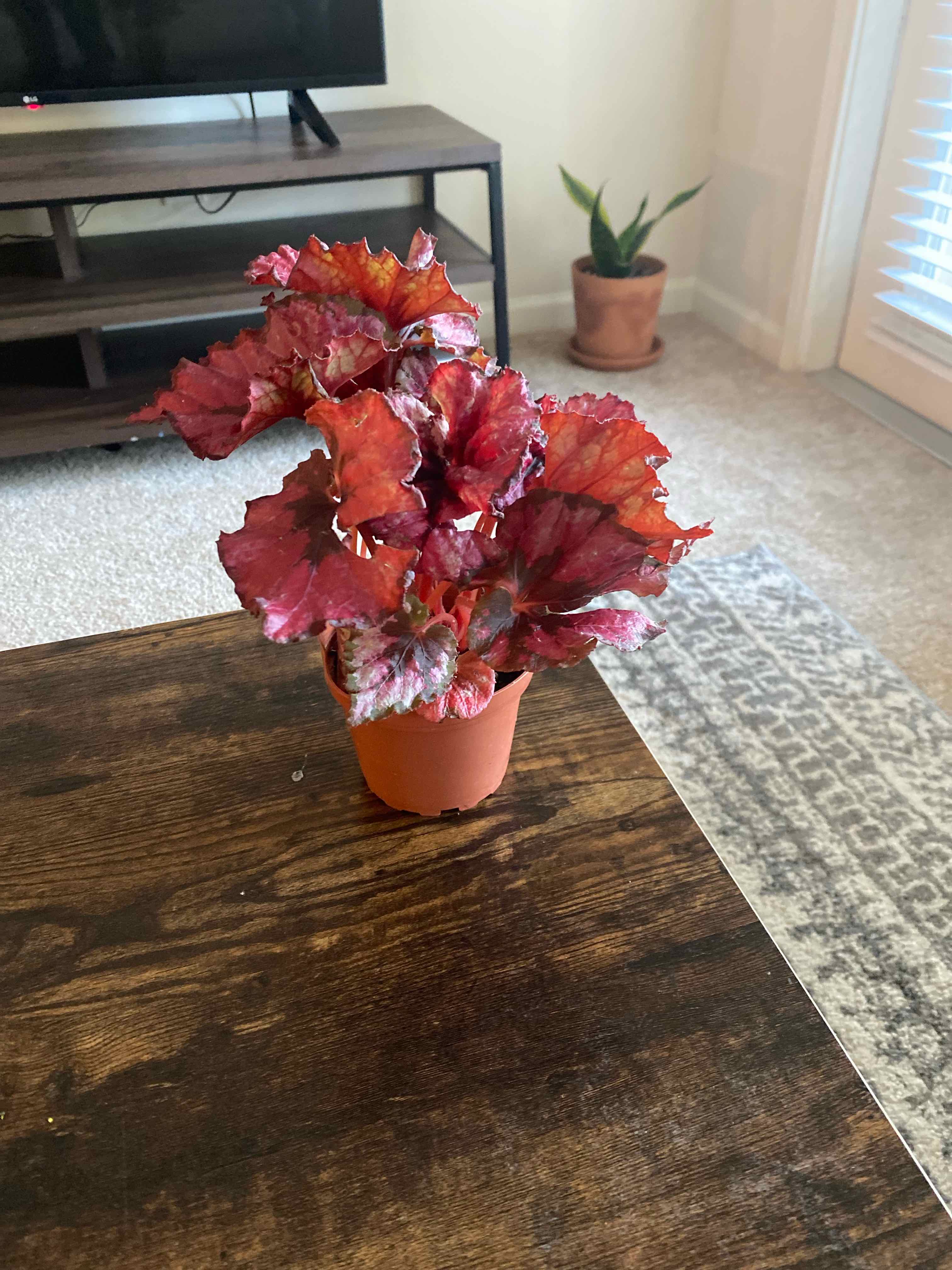Jurassic Pink Begonia Plant Care Water, Light, Nutrients Greg App 🌱