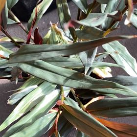 Photo of the plant species Red Bamboo by @MerryBerry named Denali on Greg, the plant care app