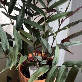 Photo of the plant species Red Bamboo by @MerryBerry named Sproutacus on Greg, the plant care app