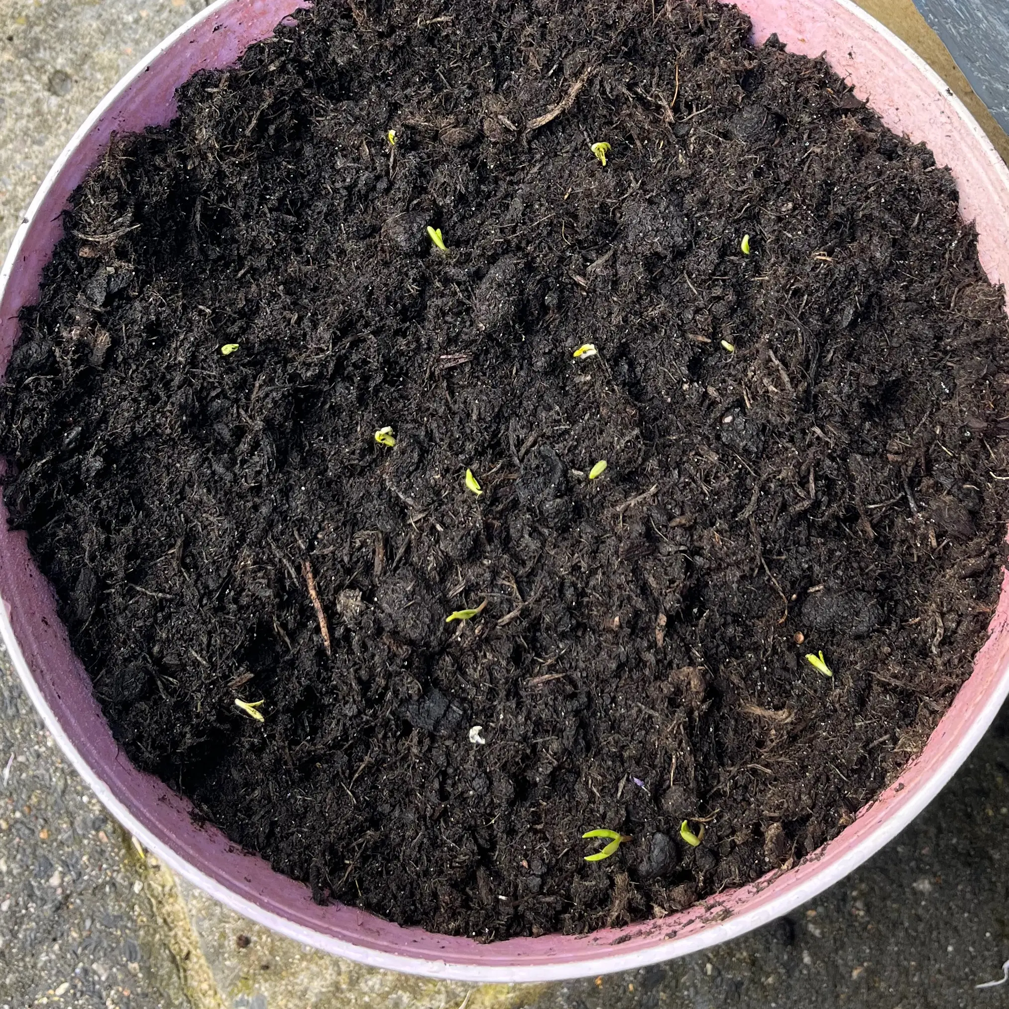 Photo of the plant species Cosmos by @PractisedCorn named Cosmos on Greg, the plant care app