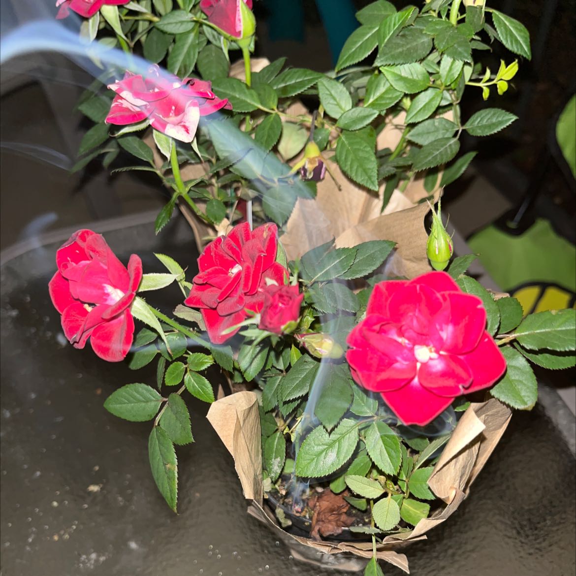Alpine Rose plant with vibrant red flowers and healthy green leaves in a pot.