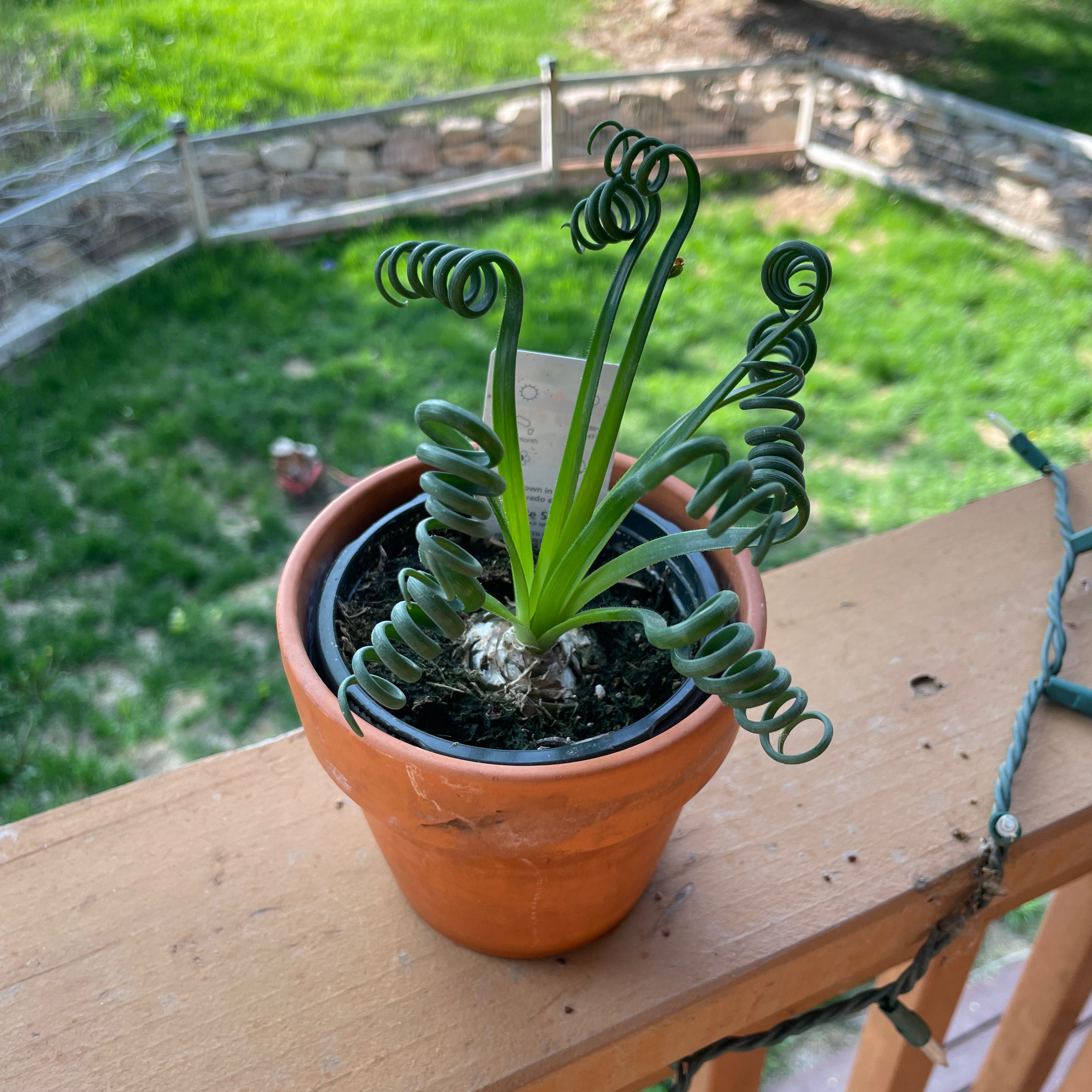 Potted Frizzle Sizzle plant with curly leaves on a wooden railing in a garden setting.