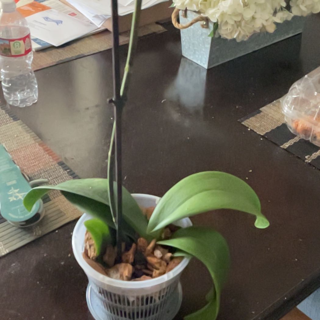 Photo of the plant species Philodendron 69686 by @PleasantChamise named McKinley on Greg, the plant care app