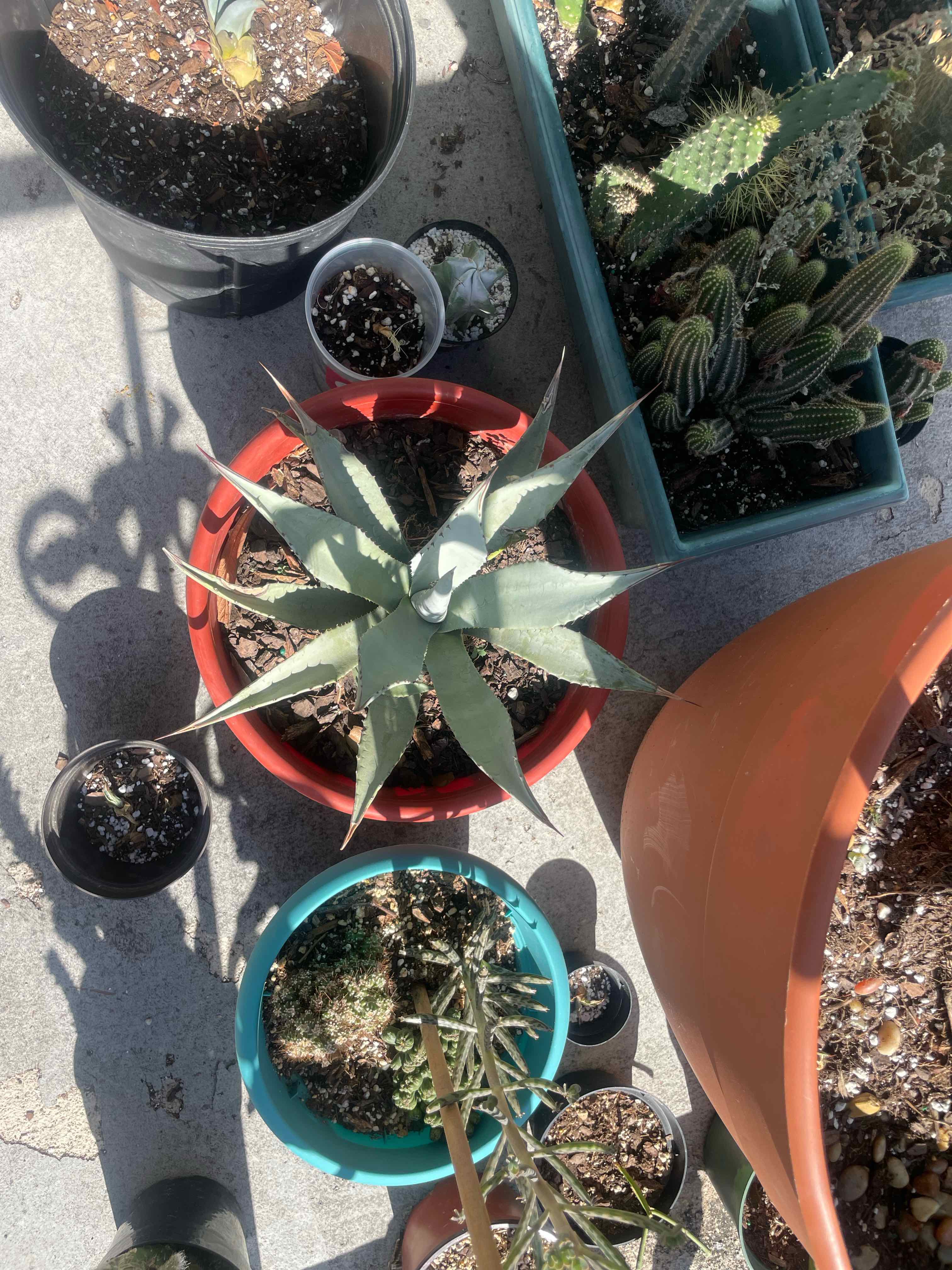 Parry's Agave in a red pot surrounded by other potted plants.
