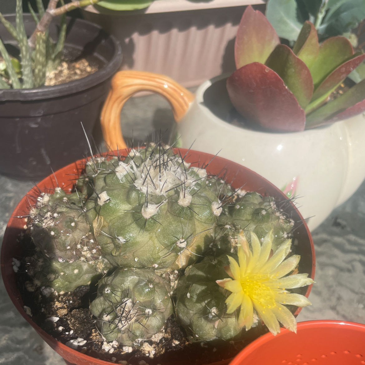 Photo of the plant species f. crestata politomica by @MusicalSalad named Copiapoa on Greg, the plant care app