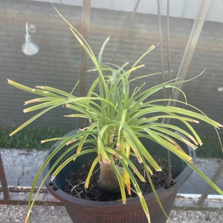 Ponytail Palm plant in San Antonio, Texas