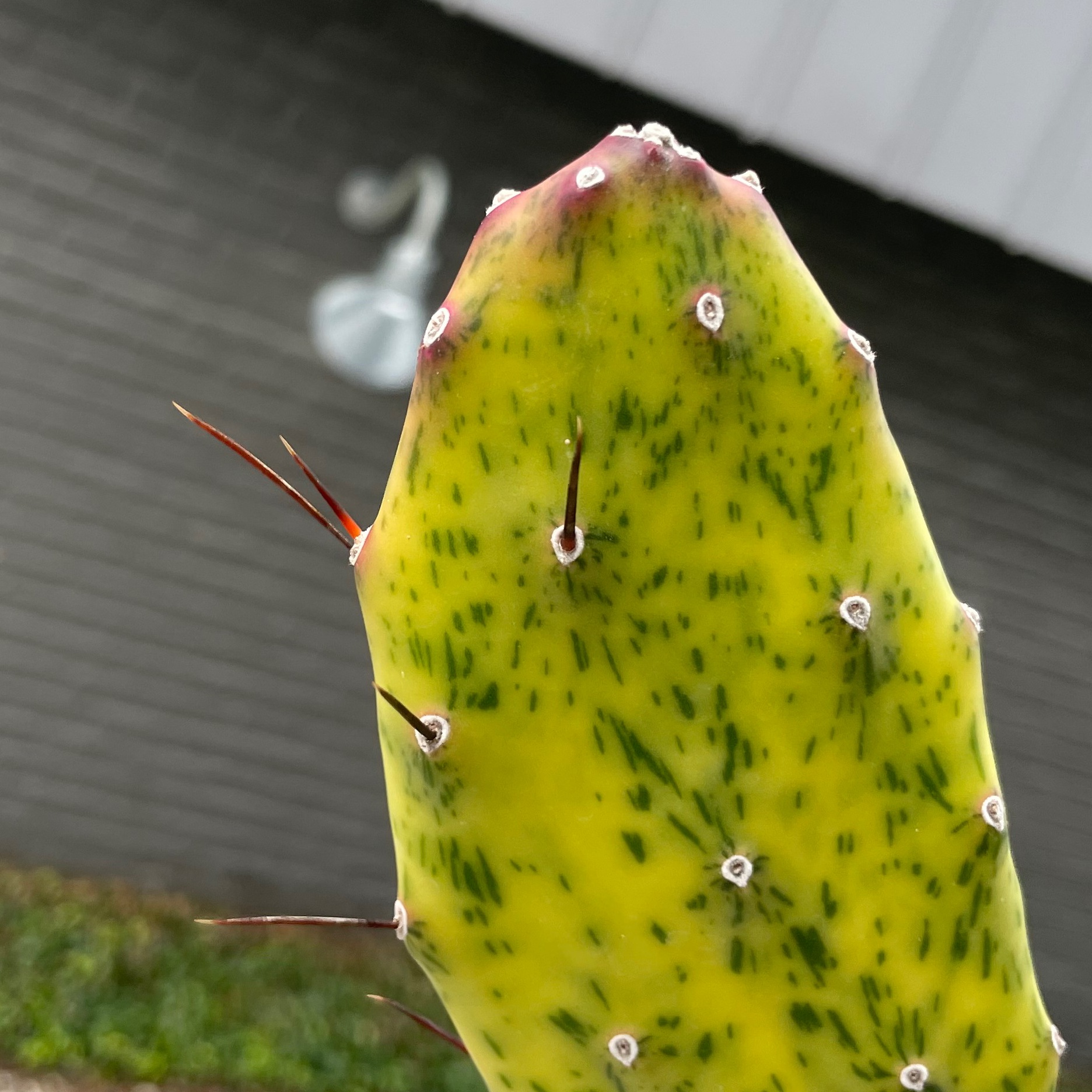 Close-up of a healthy Sunburst Prickly Pear cactus pad with characteristic dark spots.