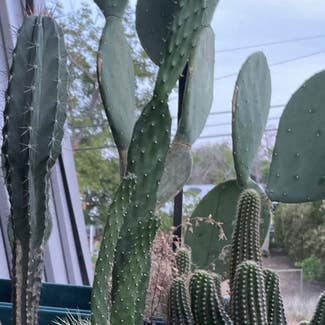 Cochineal Cactus plant in San Antonio, Texas