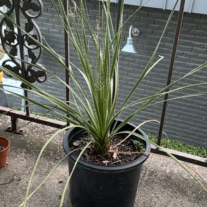 Photo of the plant species Texas Sotol by @MusicalSalad named Beckham on Greg, the plant care app