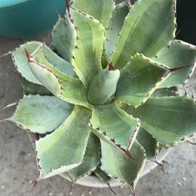 Photo of the plant species Dwarf Butterfly Agave by @MusicalSalad named Bruce Lee on Greg, the plant care app