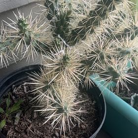 Photo of the plant species teddy bear cholla by @MusicalSalad named Teddy cholla on Greg, the plant care app