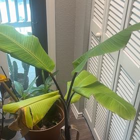 Plant care for Banana on Greg, the plant care app