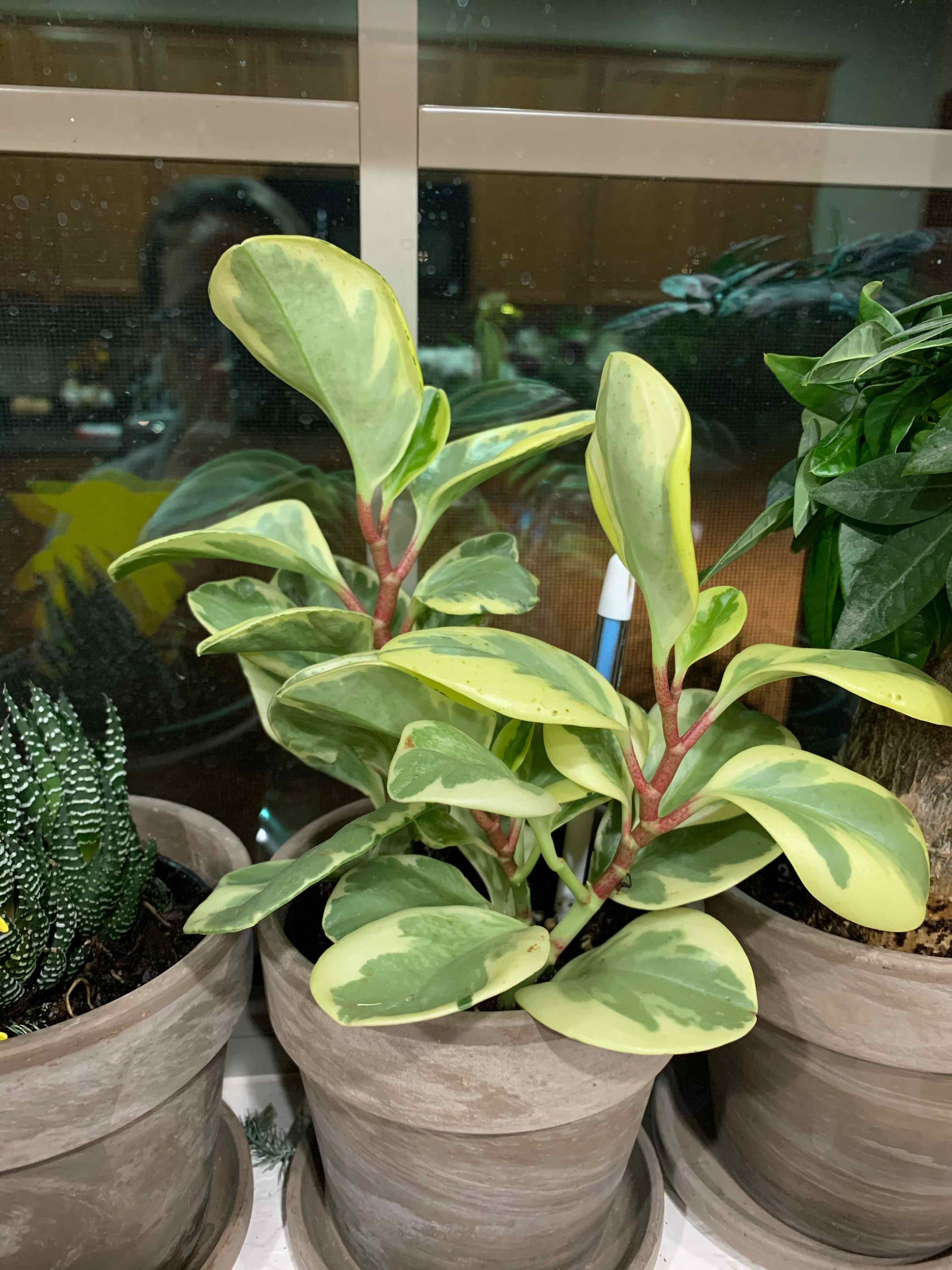 Jelly Peperomia plant with variegated leaves in a pot, placed near a window with other plants.