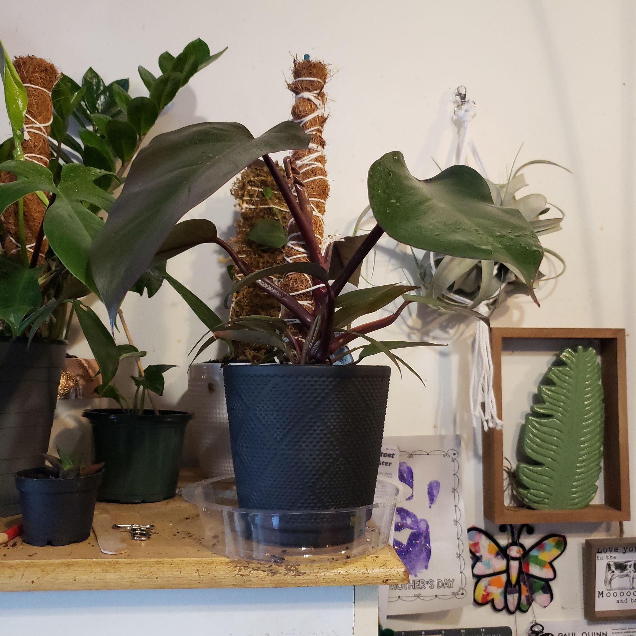 Philodendron Dark Lord plant in a black pot on a shelf with other plants and decorative items.