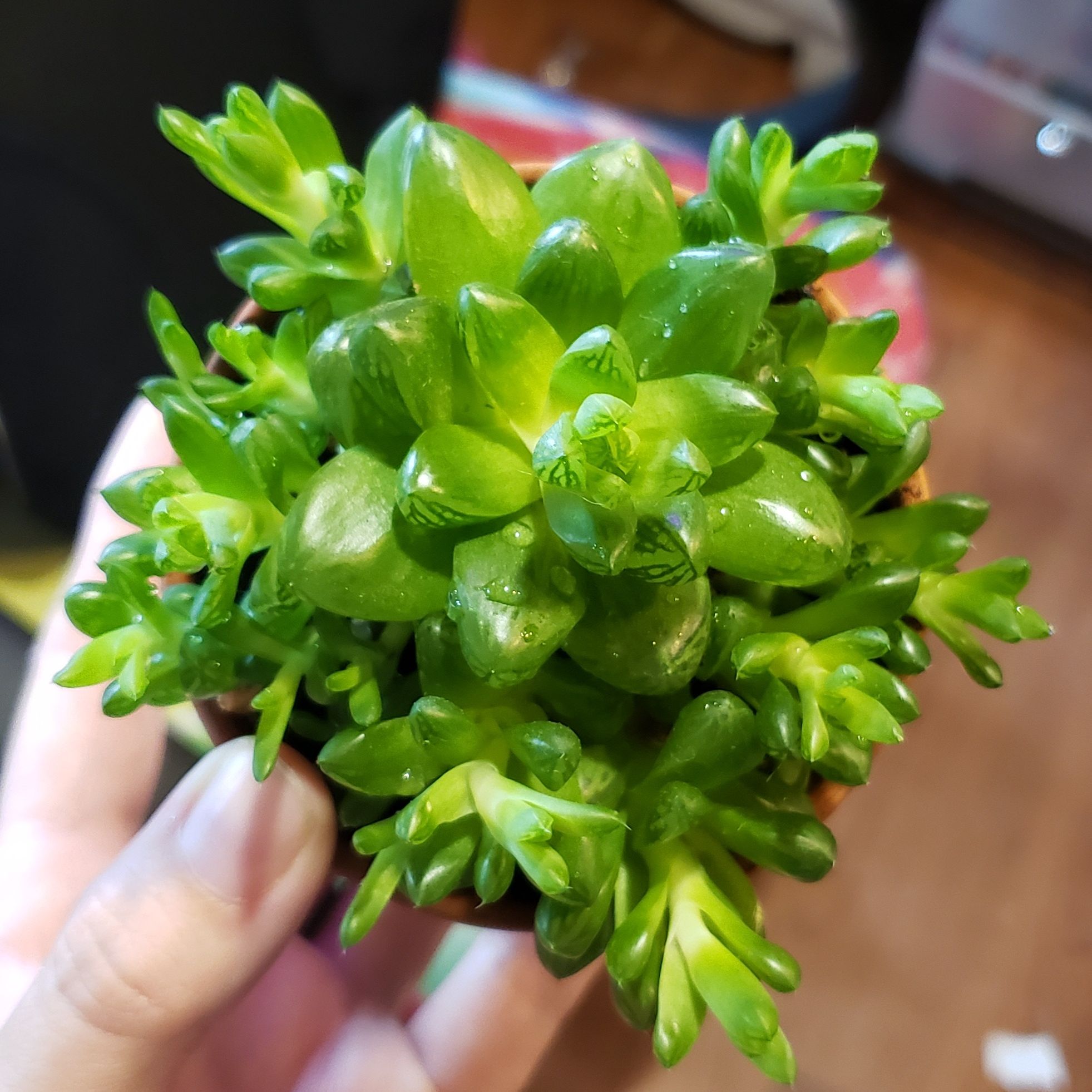 Healthy Haworthia 'Obtusa' plant with vibrant green leaves held in a hand.