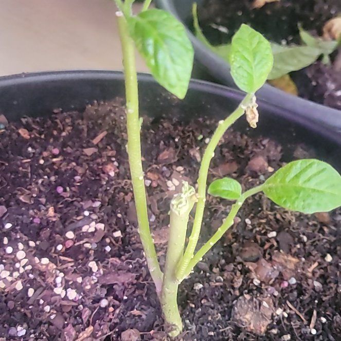 Photo of the plant species Angel's Trumpet by @InstinctiveChia named Nemo on Greg, the plant care app