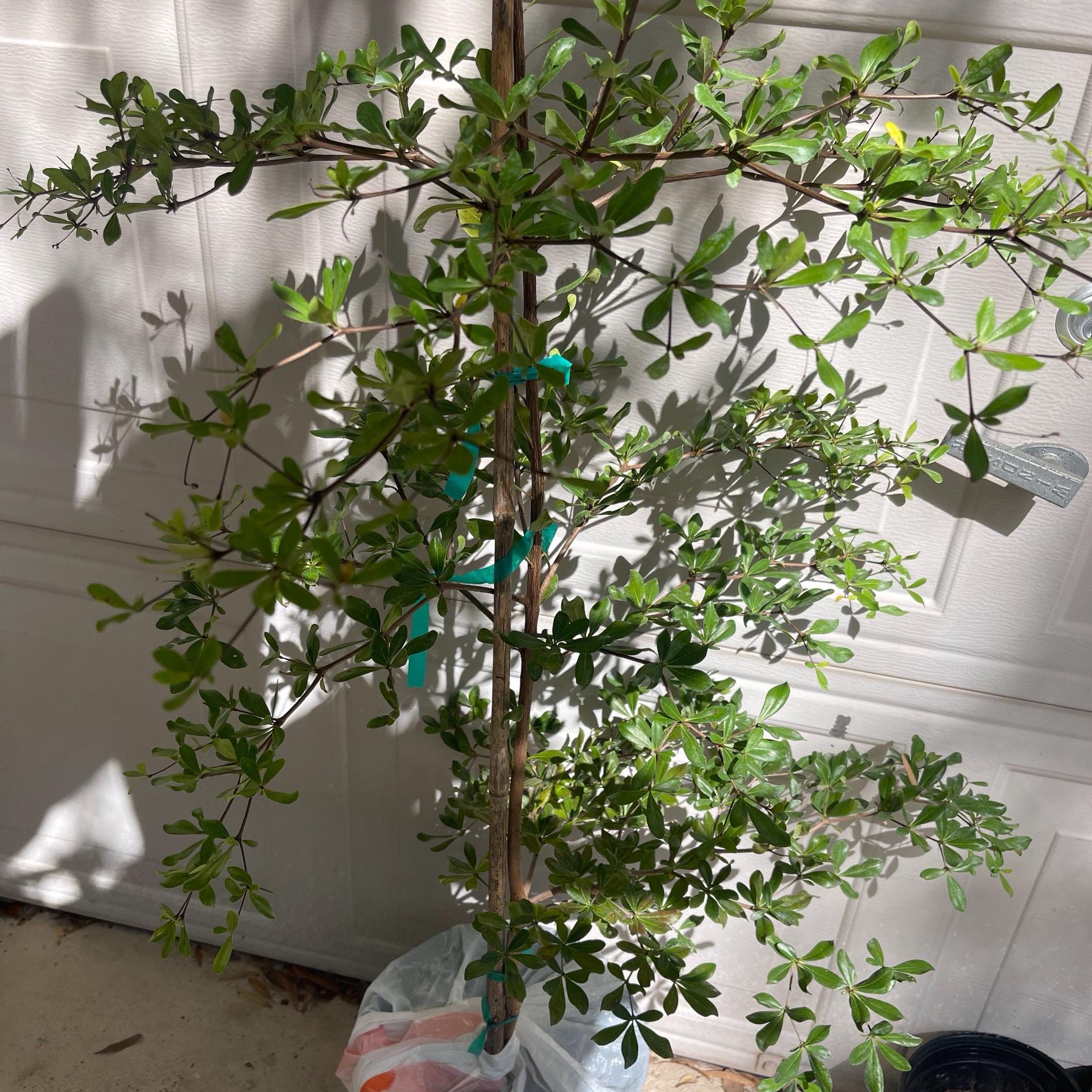 Plant care for shady lady black olive tree on Greg, the plant care app