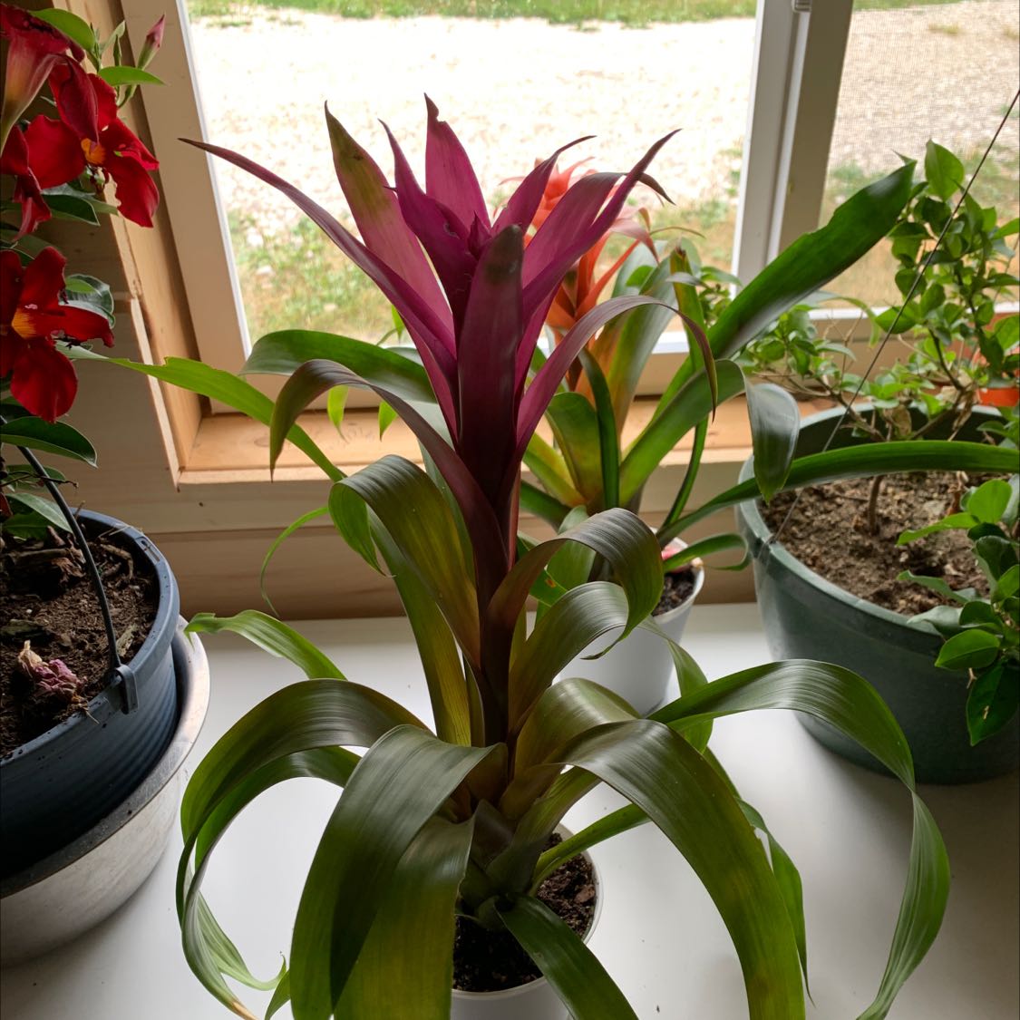 Photo of the plant species Droophead Tufted Airplant by @GuiltfreePeanut named Your plant on Greg, the plant care app