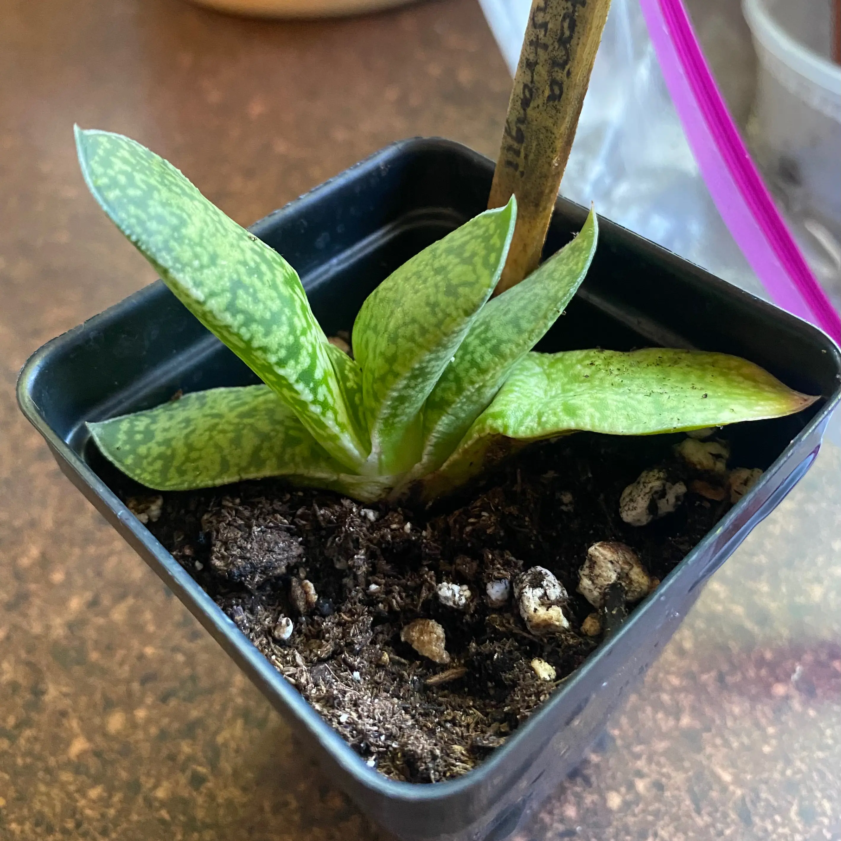Photo of the plant species Flat-leaf Gasteria by @FairRubyelfcup named Ronaldo on Greg, the plant care app