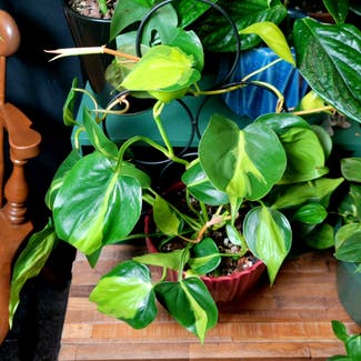 Philodendron Brasil plant in Crandall, Texas