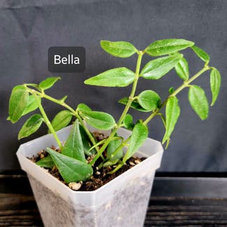 Hoya Bella plant in Crandall, Texas