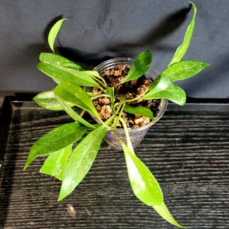 Hoya Pubicalyx plant in Crandall, Texas