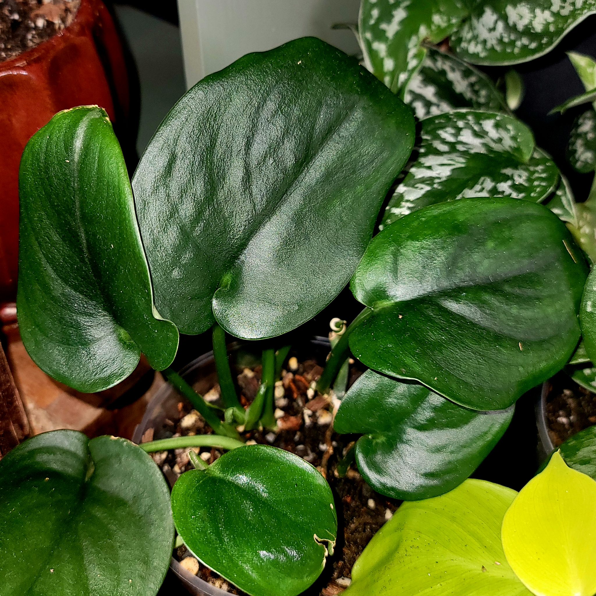 Healthy Jade Satin Pothos plant with dark green, glossy leaves.