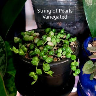 String of Pearls plant in Crandall, Texas