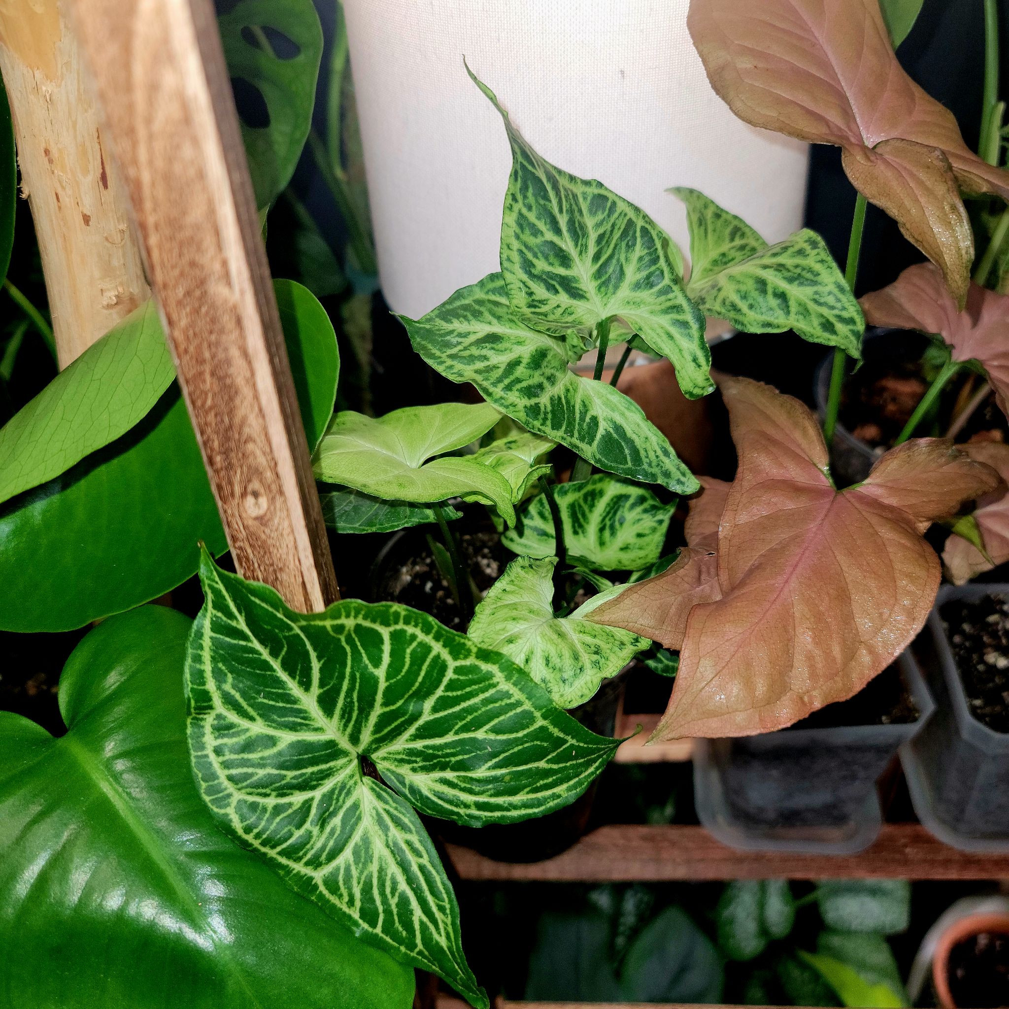 Syngonium 'Batik' plant with variegated leaves, some browning. Soil visible.