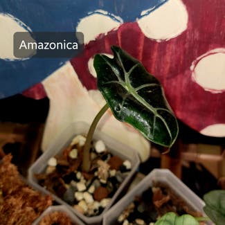 Alocasoia Amazonica 'Polly' plant in Crandall, Texas