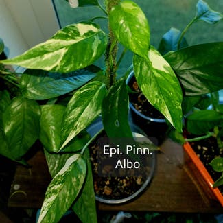Epipremnum pinnatum 'Albo' plant in Crandall, Texas