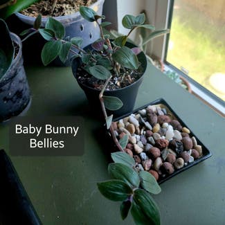 Baby Bunny Bellies plant in Crandall, Texas