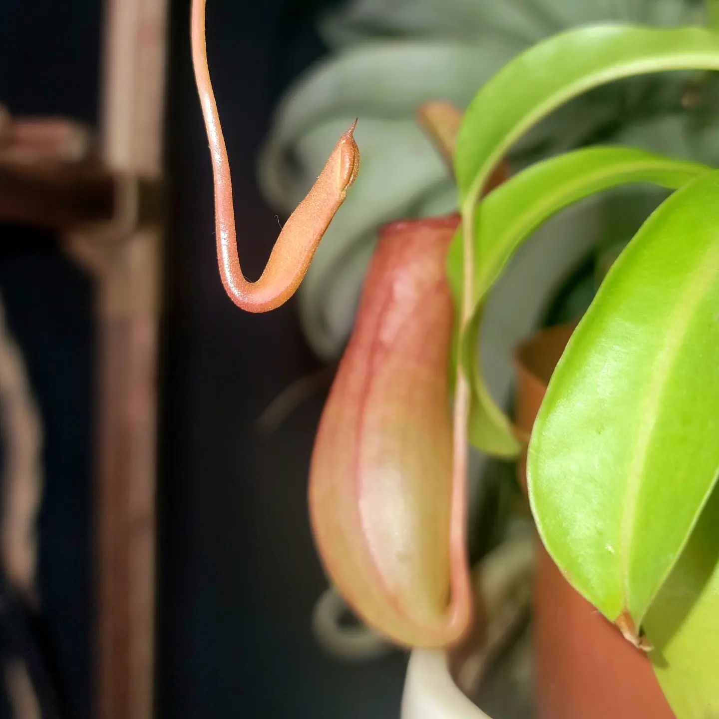 Close-up of a Tropical Pitcher Plant with a prominent pitcher and healthy green leaves.